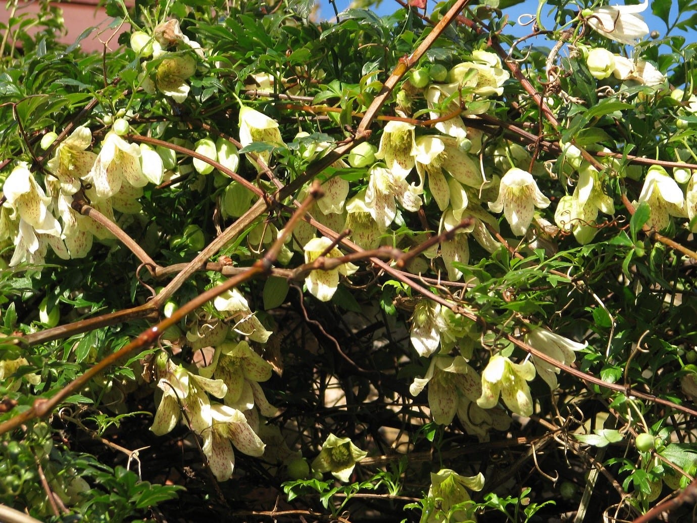 7 Best Evergreen Climbing Plants