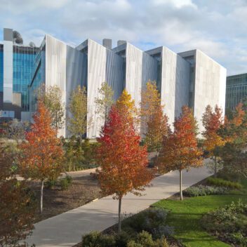 Trees planted in a public space along a path outside modern buildings
