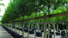 Container grown trees for cark parks at Hillier Trees