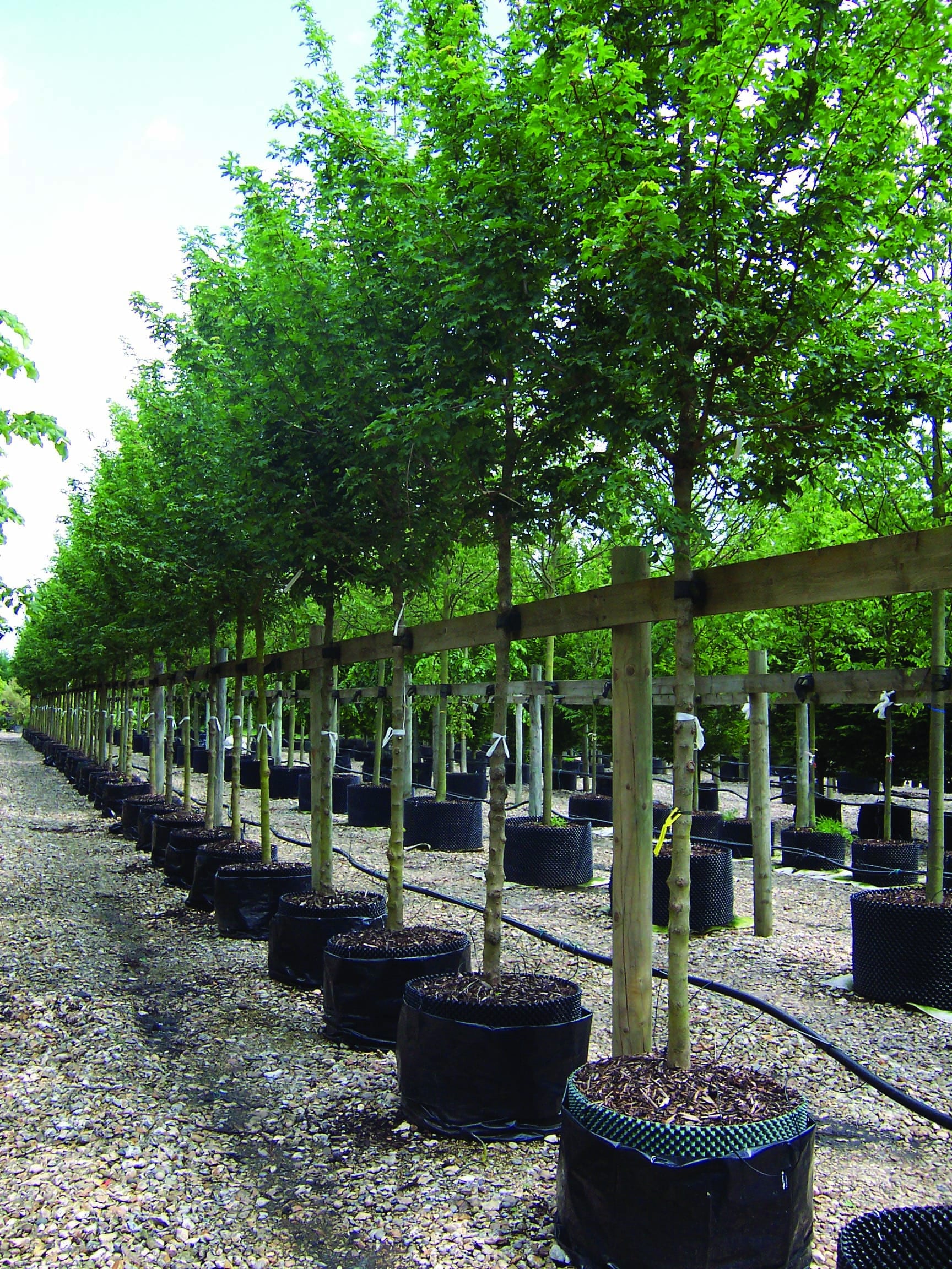 acer campestre elsrijk Hillier
