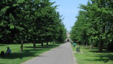 Avenue of drought tolerant trees lining entrance road to estate