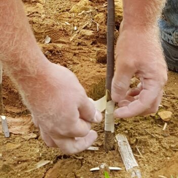 Man applying tree tape or tree wrap to the bottom of a young tree