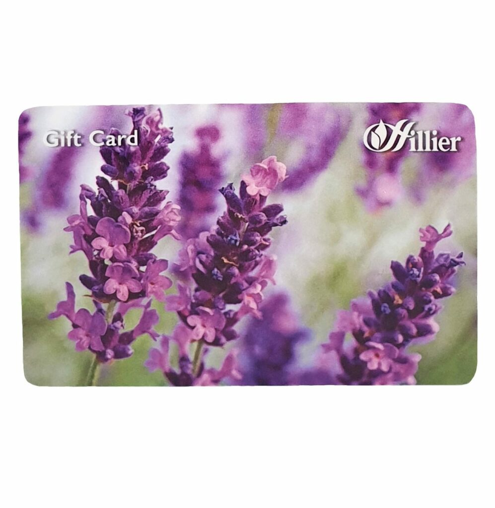 Hillier Gift Card – Lavender 00360510