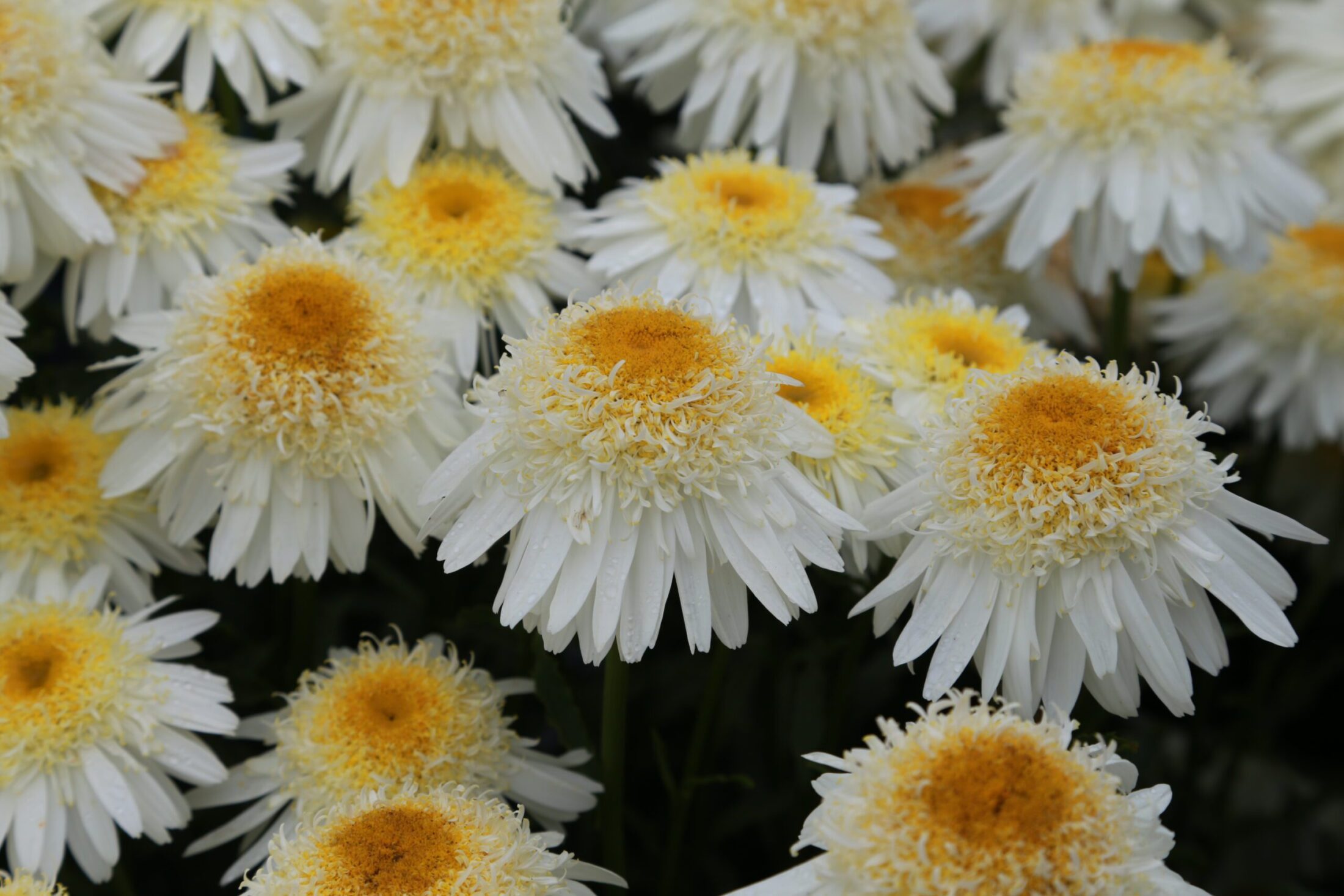 Leucanthemum AMAZING DAISIES® 'Marshmallow' - Garden Crossings