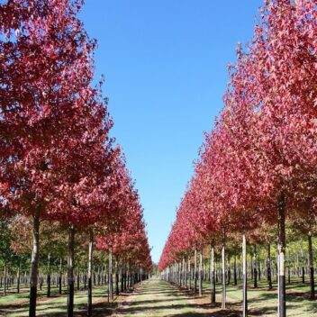 Red leaved trees growing in lines at Hillier Nurseries
