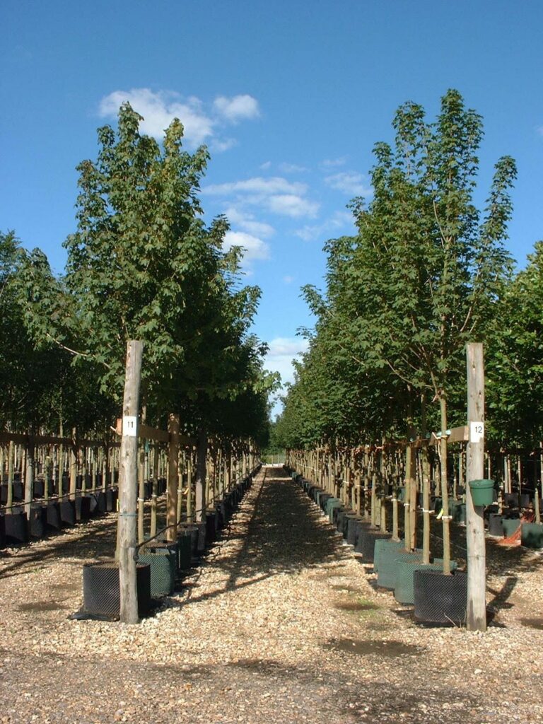 Moderately Drought Tolerant Trees Hillier
