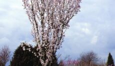 Narrow Crown tree in blooming from Hillier Trees
