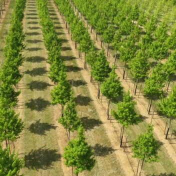 Young green leaved trees growing in lines at Hillier Nurseries