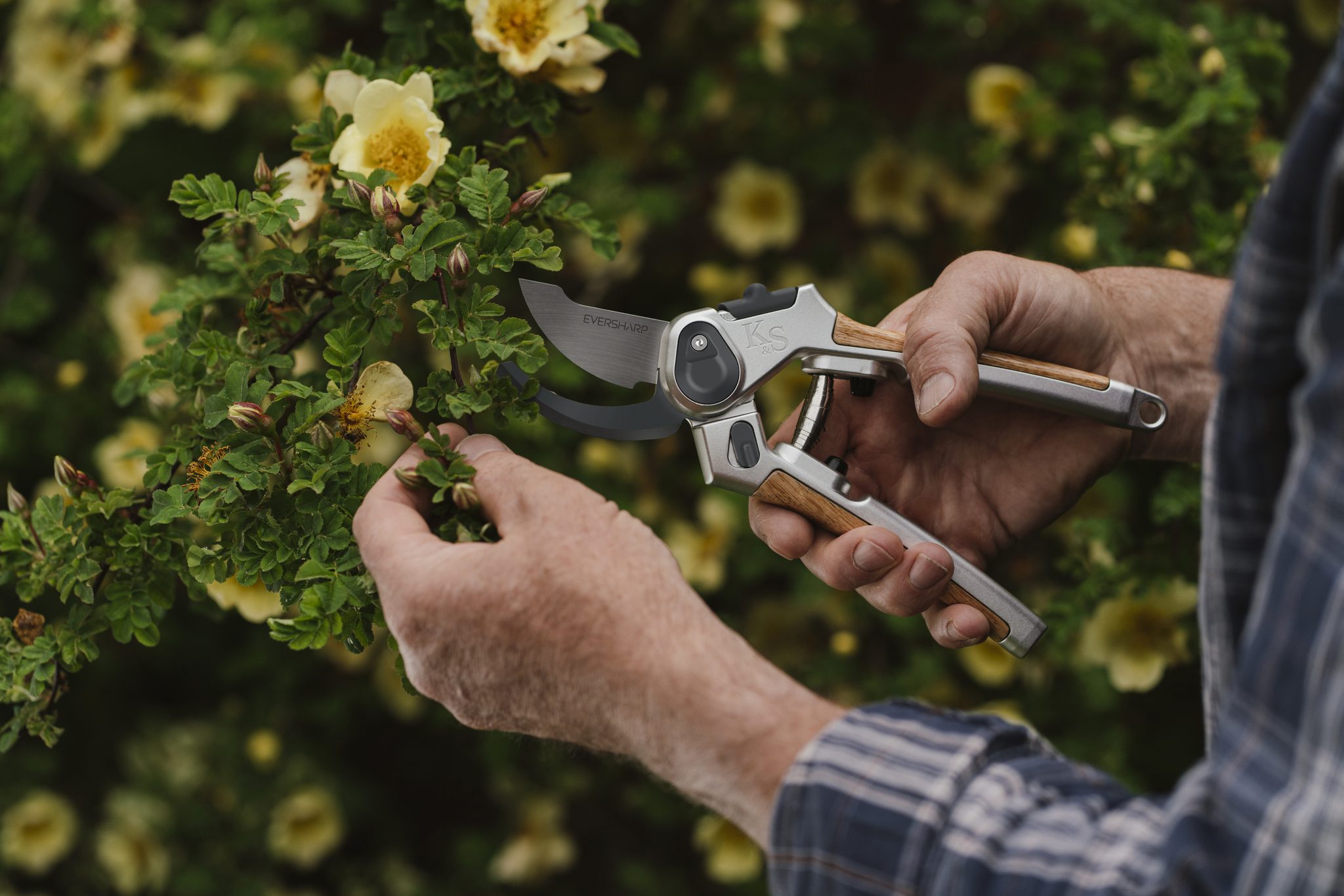 Pruning shrubs in july