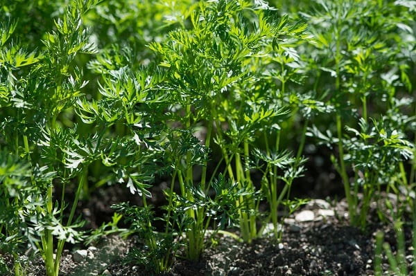 carrots in a vegetable patch