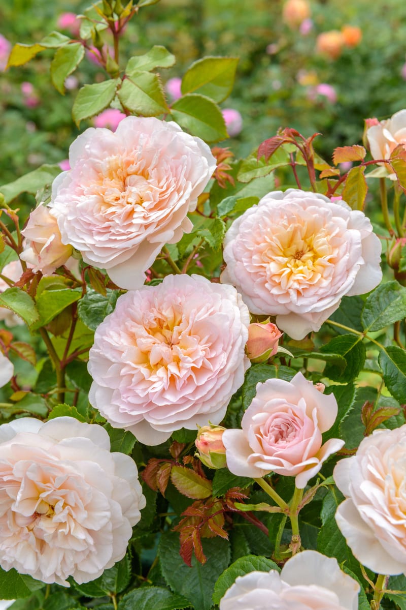 Rosa 'Eustacia Vye' rose in shaded area