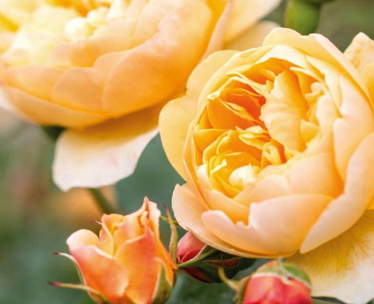The Best Roses for Shaded Gardens