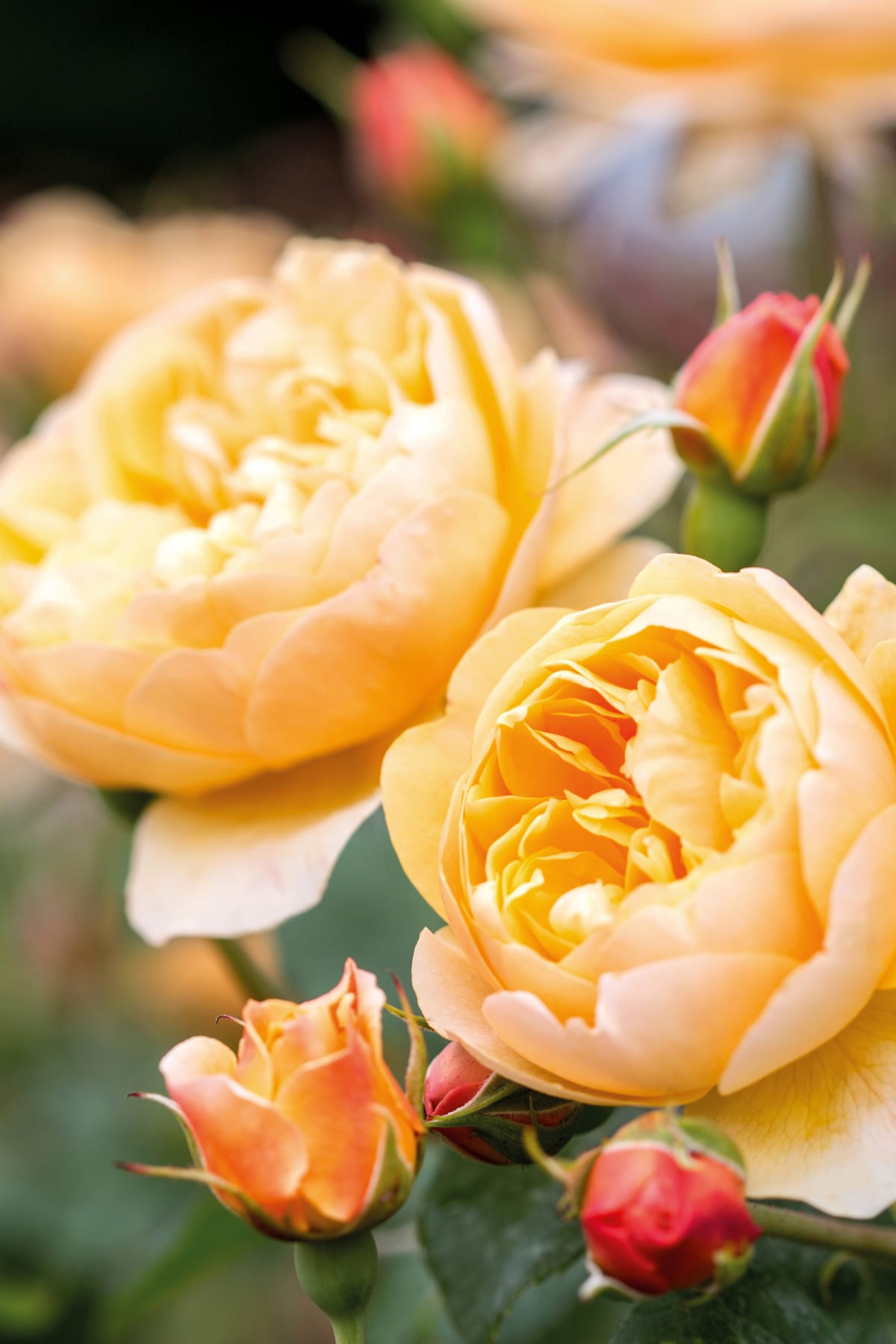 Rosa 'Roald Dahl' rose shaded gardens