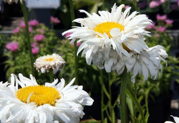 Leucanthemum AMAZING DAISIES® 'Marshmallow' - Garden Crossings