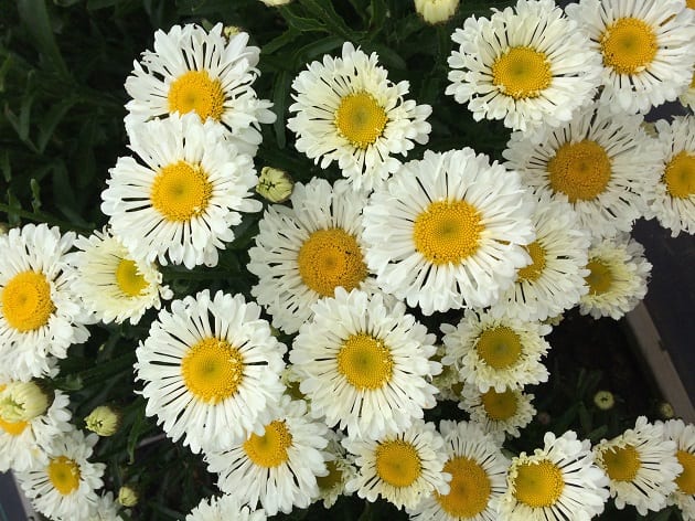 Leucanthemum AMAZING DAISIES® 'Marshmallow' - Garden Crossings