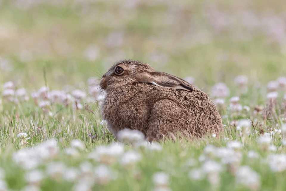 hares can be found in wildlife and gardens in august