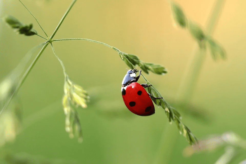 ladybird on leaf