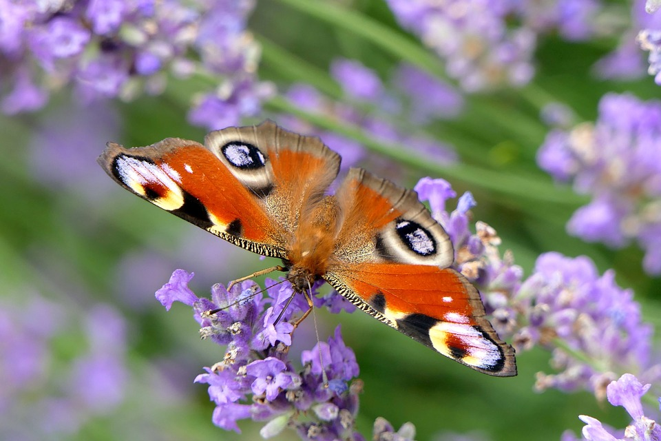 Butterflies in the garden in August