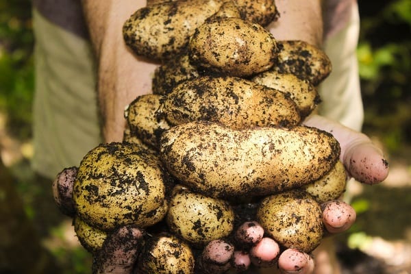 home grown potatoes