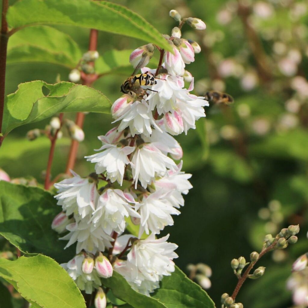 Deutzia scabra ‘Plena’ 3L 5023242384863
