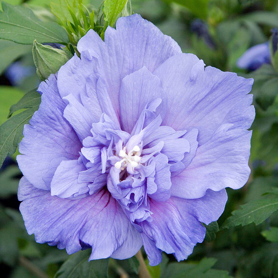 Hybiscus syriacus 'Blue Chiffon' will bloom in August