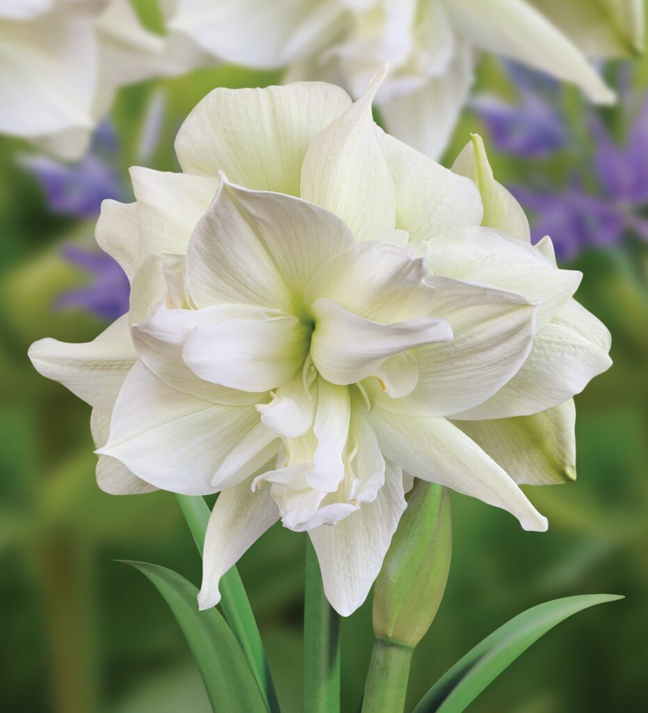 Amaryllis ‘Marilyn’