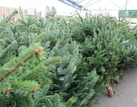 Real Cut Christmas Trees Now Available in Centre