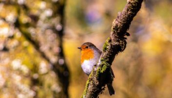 bird robin wildlife garden