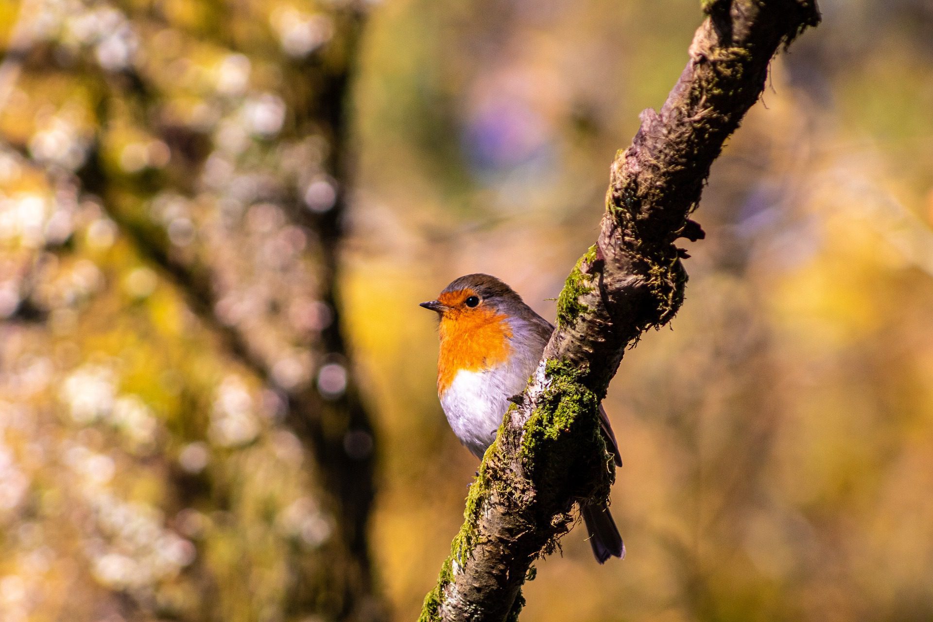 Garden Wildlife in July Hillier Gardens