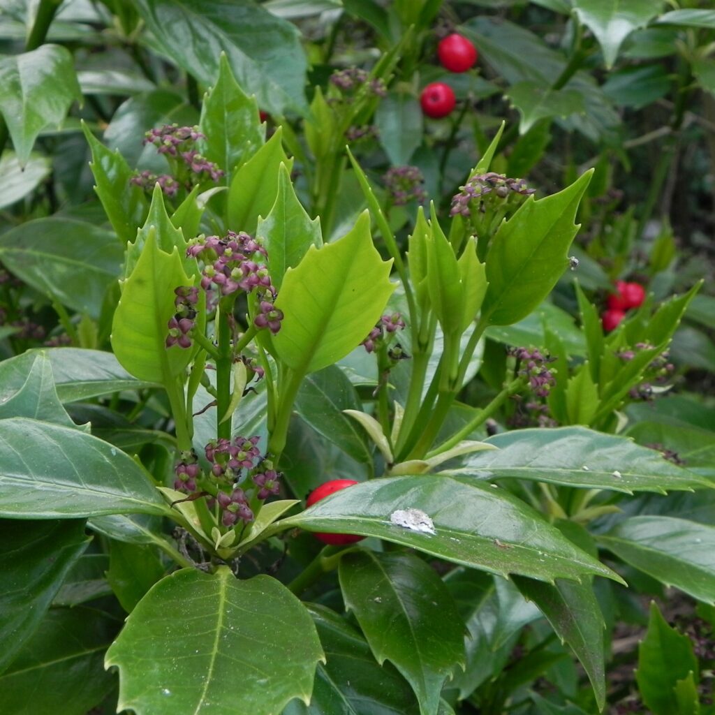 Aucuba japonica Rozannie 3L