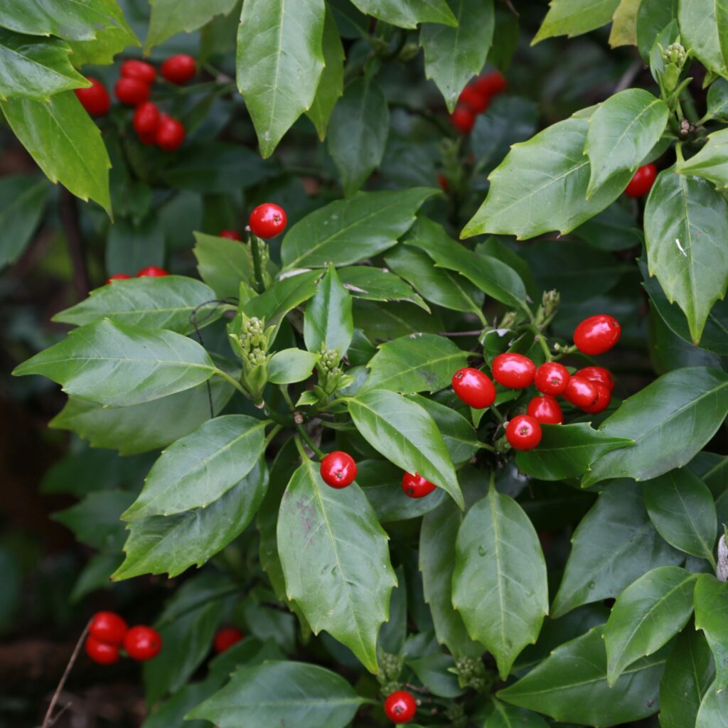 Aucuba japonica Rozannie 3L