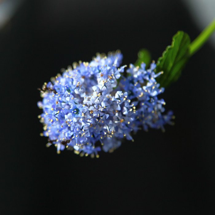 Ceanothus thyrsiflorus repens 3L