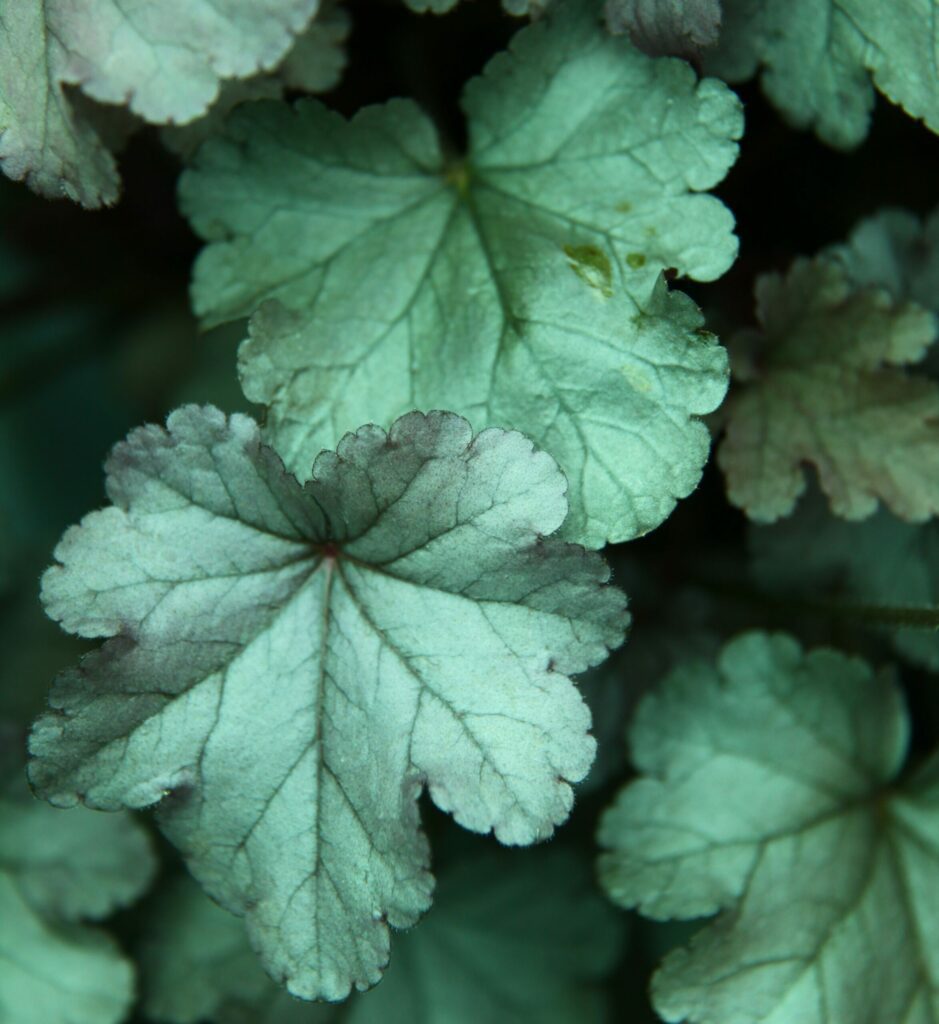 Heuchera ‘Silver Gumdrop’ 2L