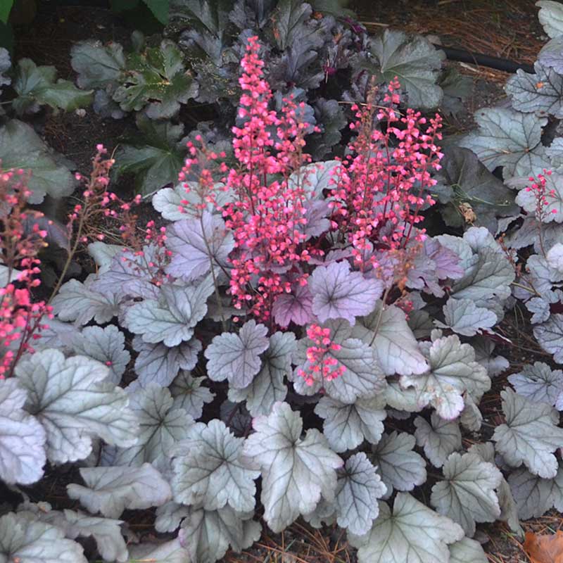 Heuchera ‘Silver Gumdrop’ 2L