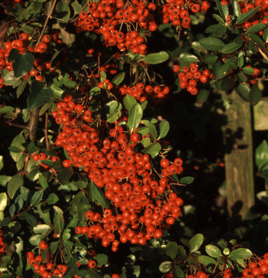 Pyracantha coccinea ‘Red Column’ 3L 5023242289229