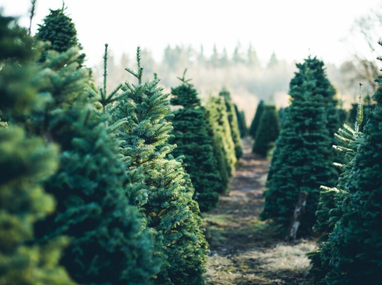 Christmas at Hillier