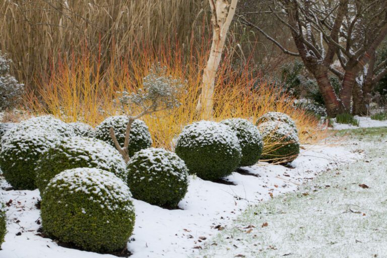 Caring for Your Garden During Frost