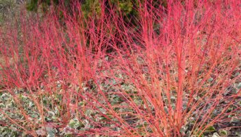 Garden & Home Ideas