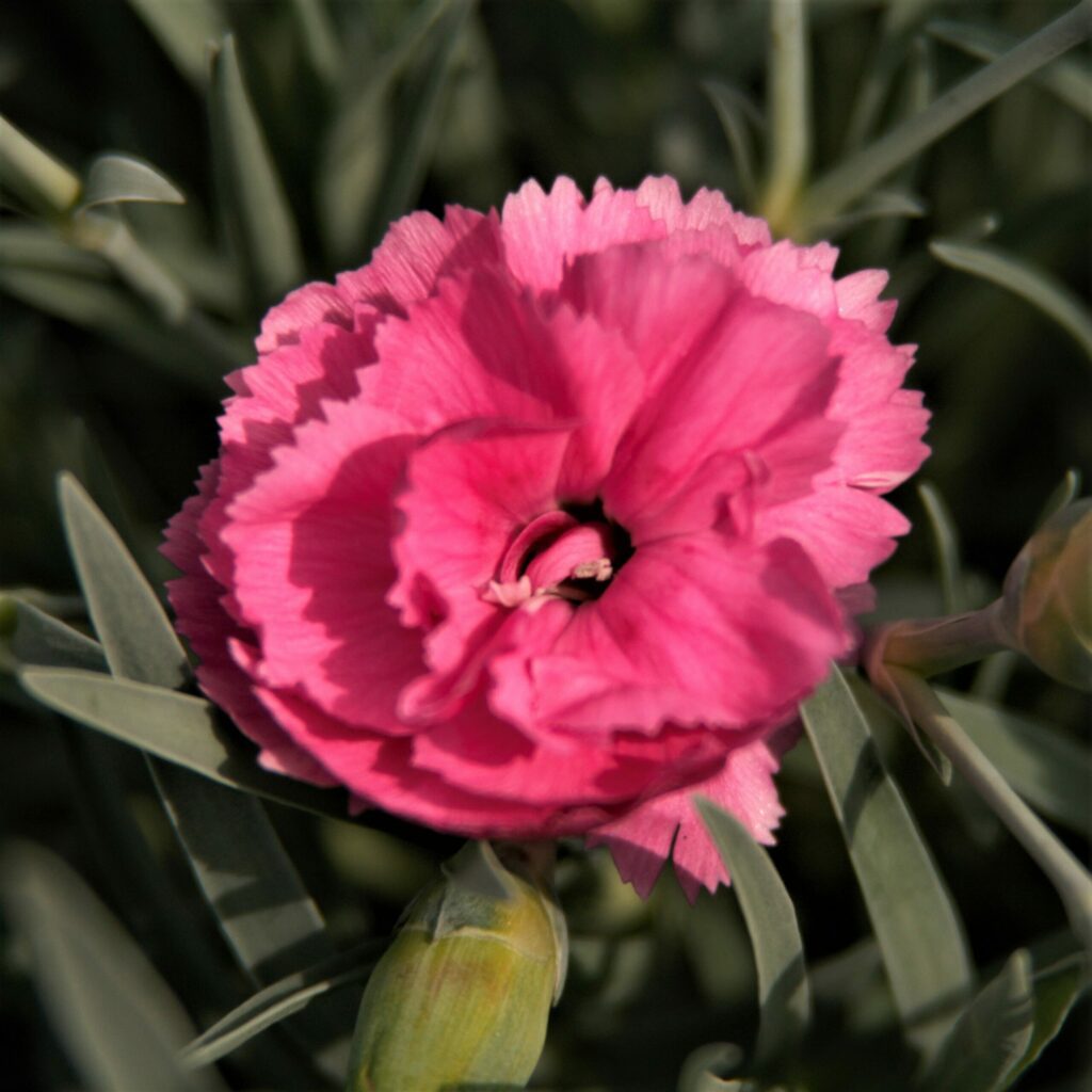 Dianthus ‘Tickled Pink’ 2L 5023242380308