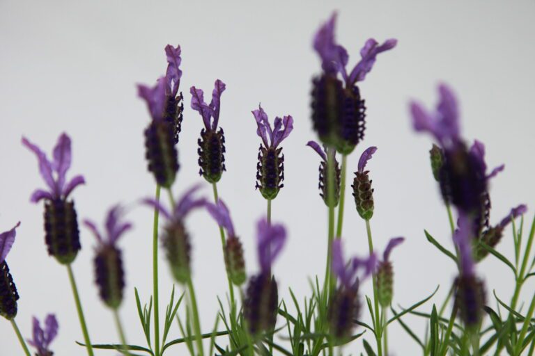 Lavandula stoechas - French lavender | Plant Profile