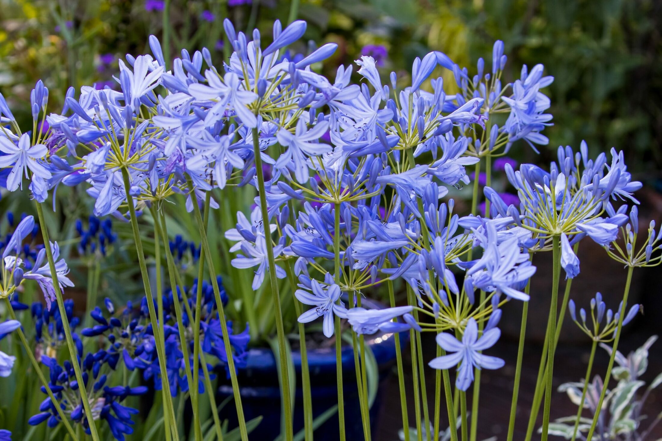 agapanthus neverland