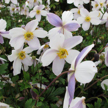 Anemone Ruffled Swan 2L 5023242367927