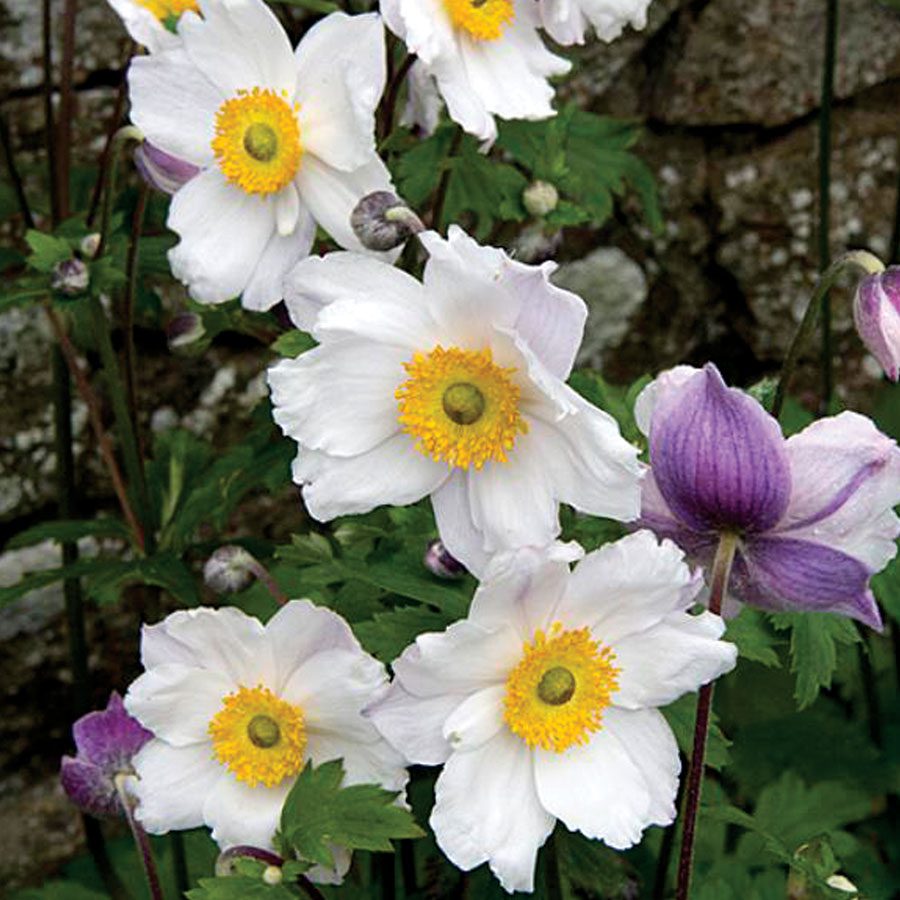 Anemone Ruffled Swan 2L 5023242367927