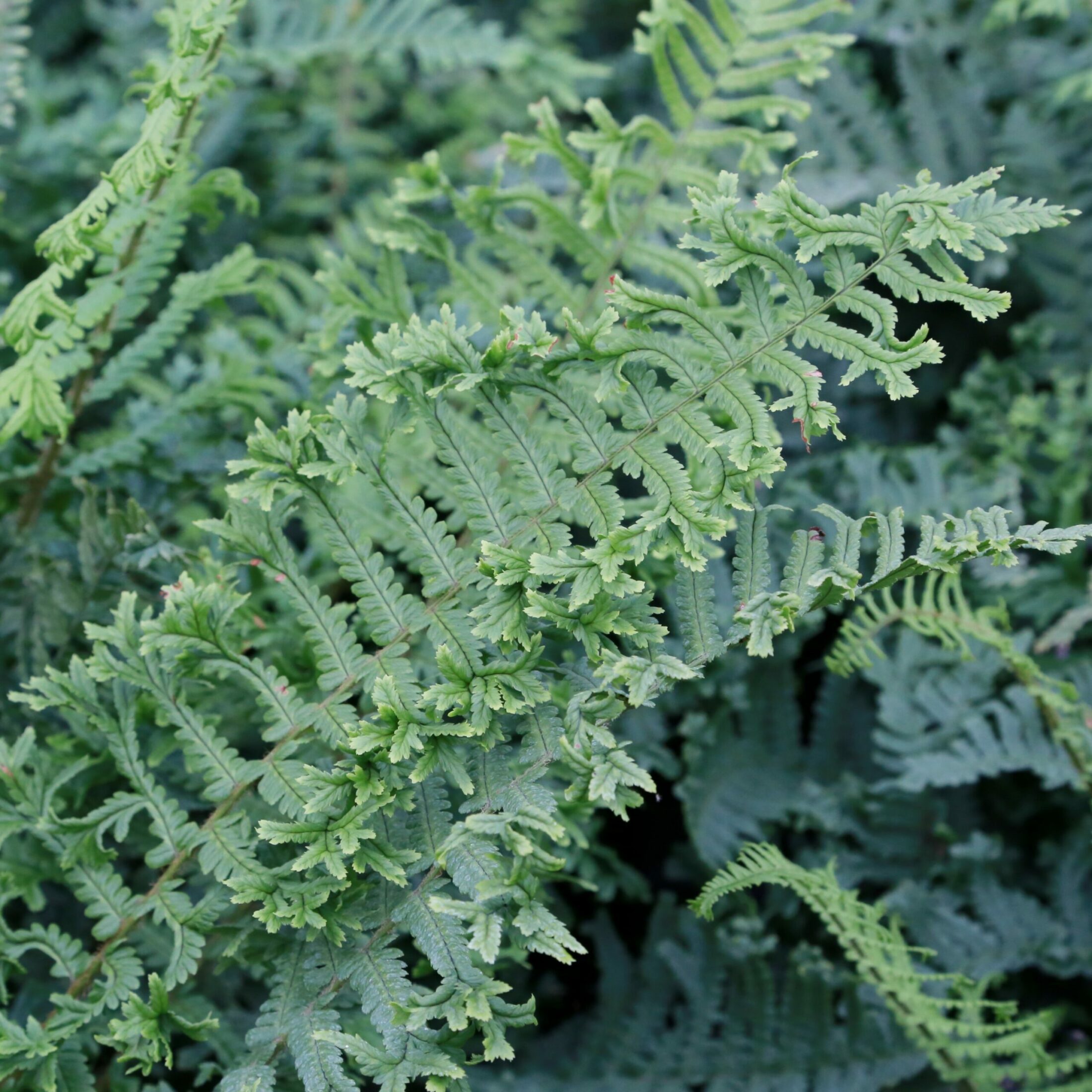 Dryopteris filixmas 'Crispa Cristata' Male Fern Plants