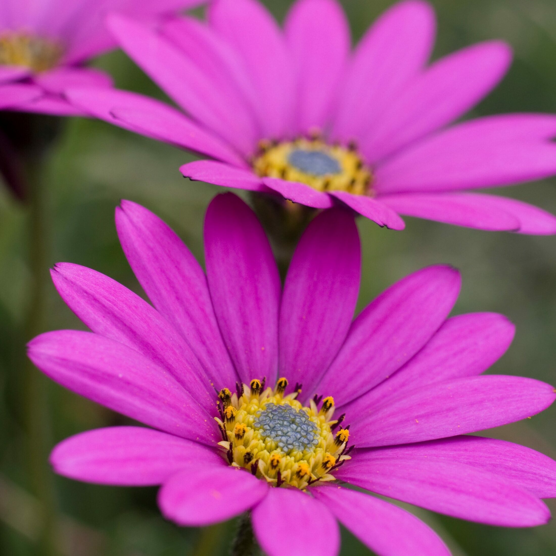 Osteospermum In The Pink Hillier