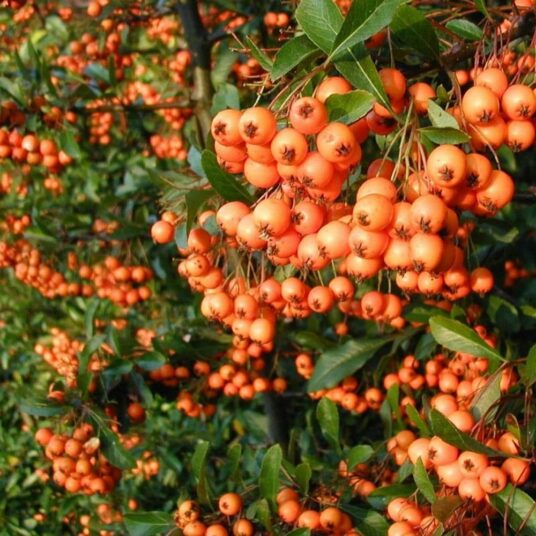 Pyracantha 'Orange Glow' Firethorn Plants