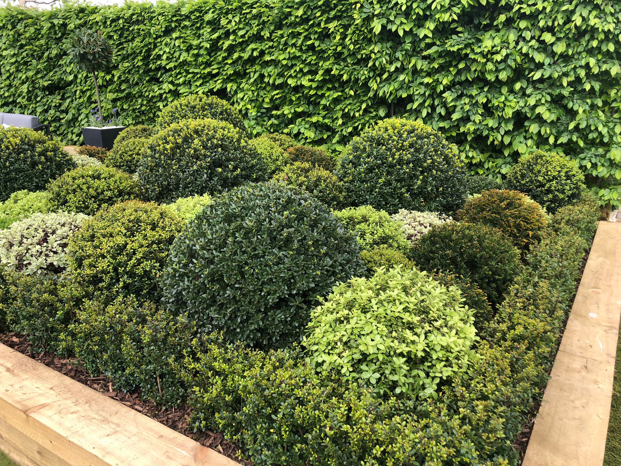 Topiarised plants in a sleeper lined bed