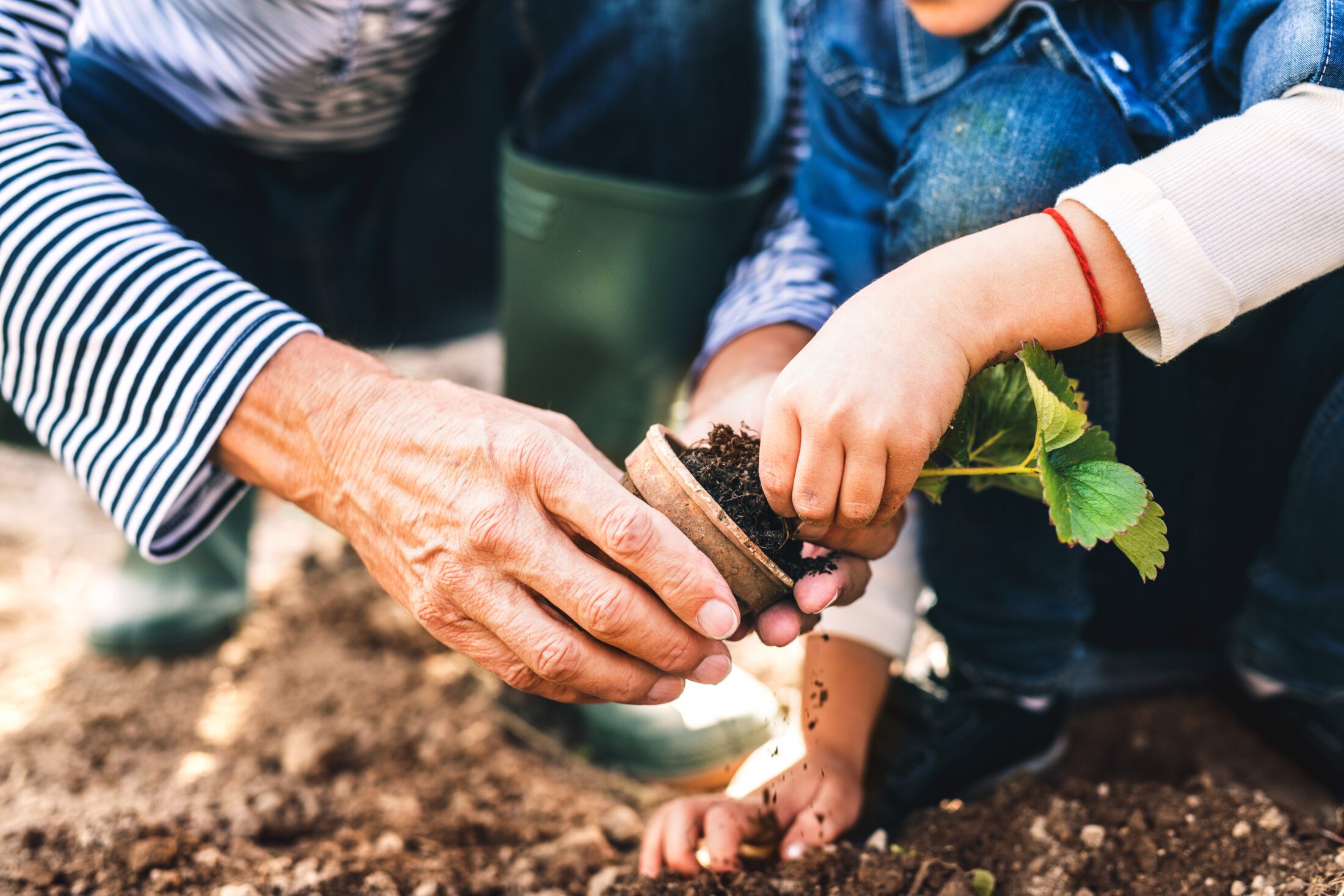 Child gardening outdoor with Adult