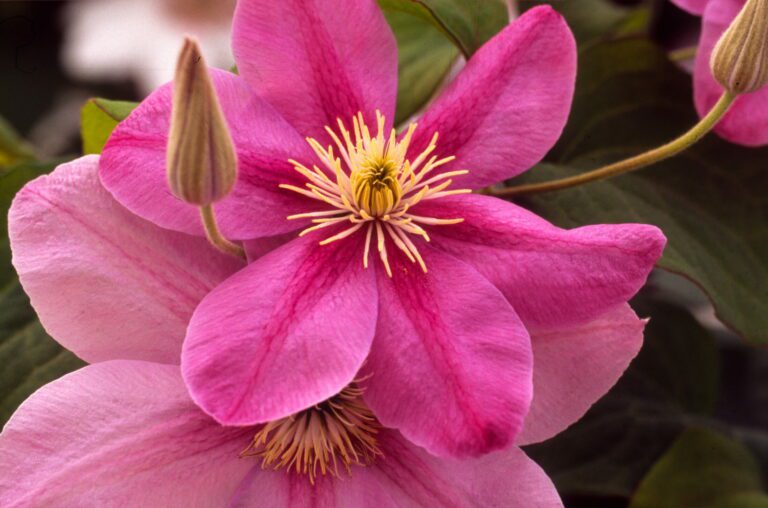 How and When to Prune Clematis