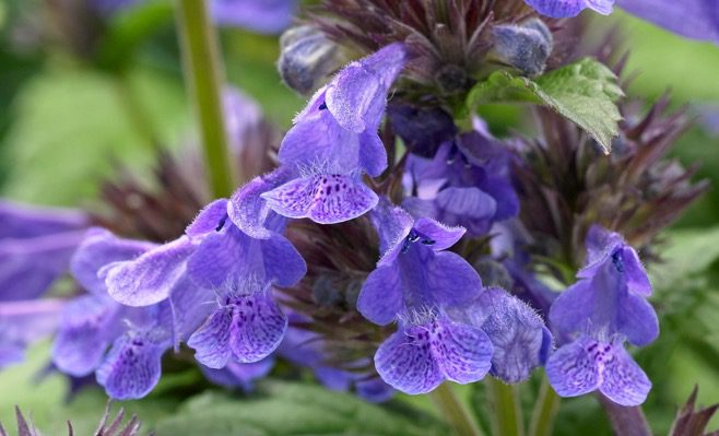 nepeta neptune